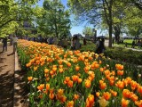 Ottawas tulips
