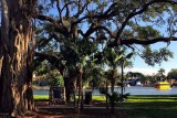 In the shade of an old tree