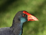 Purple Swamphen