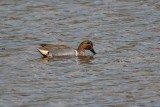 Carolinakrickente | Green-winged Teal | Anas carolinensis
