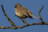 Zaunammer | Cirl Bunting | Emberiza cirlus