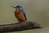Eisvogel | Common Kingfisher | Alcedo atthis