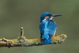 Eisvogel | Common Kingfisher | Alcedo atthis