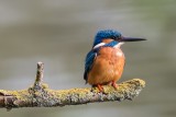 Eisvogel | Common Kingfisher | Alcedo atthis