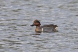 Carolinakrickente | Green-winged Teal | Anas carolinensis