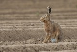 Feldhase | European Hare | Lepus europaeus