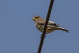 Grauammer | Corn Bunting | Emberiza calandra