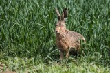 Feldhase | European Hare | Lepus europaeus