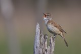 Drosselrohrsänger | Great Reed Warbler | Acrocephalus arundinaceus
