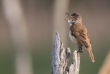 Drosselrohrsänger | Great Reed Warbler | Acrocephalus arundinaceus
