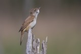 Drosselrohrsänger | Great Reed Warbler | Acrocephalus arundinaceus