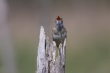 Drosselrohrsänger | Great Reed Warbler | Acrocephalus arundinaceus