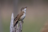 Drosselrohrsänger | Great Reed Warbler | Acrocephalus arundinaceus