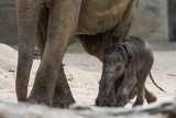 Kitai • Asiatischer Elefant | Asian elephant | Elephas maximus