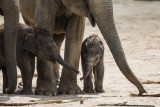 Kitai • Asiatischer Elefant | Asian elephant | Elephas maximus