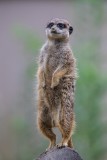 Erdmännchen | Meerkat | Suricata suricata
