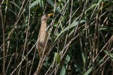 Zwergdommel | Little Bittern | Ixobrychus minutus