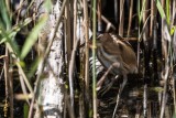 Zwergdommel | Little Bittern | Ixobrychus minutus