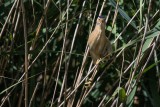 Zwergdommel | Little Bittern | Ixobrychus minutus