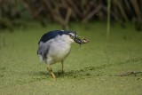 Nachtreiher | Black-crowned Night Heron | Nycticorax nycticorax