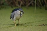 Nachtreiher | Black-crowned Night Heron | Nycticorax nycticorax