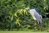 Nachtreiher | Black-crowned Night Heron | Nycticorax nycticorax
