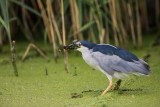Nachtreiher | Black-crowned Night Heron | Nycticorax nycticorax
