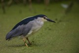 Nachtreiher | Black-crowned Night Heron | Nycticorax nycticorax