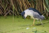 Nachtreiher | Black-crowned Night Heron | Nycticorax nycticorax