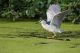 Nachtreiher | Black-crowned Night Heron | Nycticorax nycticorax