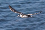 Basstölpel | Northern Gannet | Morus bassanus