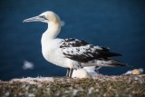 Basstölpel | Northern Gannet | Morus bassanus