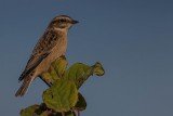 Braunkehlchen | Whinchat | Saxicola rubetra