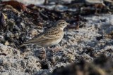 Kurzzehenlerche | Greater Short-toed Lark | Calandrella brachydactyla