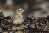 Kurzzehenlerche | Greater Short-toed Lark | Calandrella brachydactyla