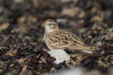 Kurzzehenlerche | Greater Short-toed Lark | Calandrella brachydactyla