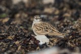 Kurzzehenlerche | Greater Short-toed Lark | Calandrella brachydactyla