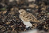 Kurzzehenlerche | Greater Short-toed Lark | Calandrella brachydactyla