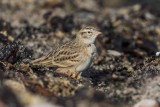 Kurzzehenlerche | Greater Short-toed Lark | Calandrella brachydactyla