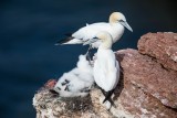 Basstölpel | Northern Gannet | Morus bassanus