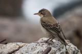 Rosenstar | Rosy Starling | Pastor roseus