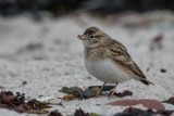 Kurzzehenlerche | Greater Short-toed Lark | Calandrella brachydactyla