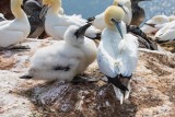 Basstölpel | Northern Gannet | Morus bassanus