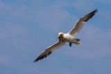 Basstölpel | Northern Gannet | Morus bassanus