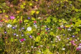 Bunte Blumen