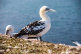Basstölpel | Northern Gannet | Morus bassanus