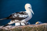 Basstölpel | Northern Gannet | Morus bassanus