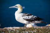 Basstölpel | Northern Gannet | Morus bassanus