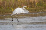 Silberreiher | Great Egret | Ardea alba