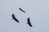 Seeadler | White-tailed Eagle | Haliaeetus albicilla